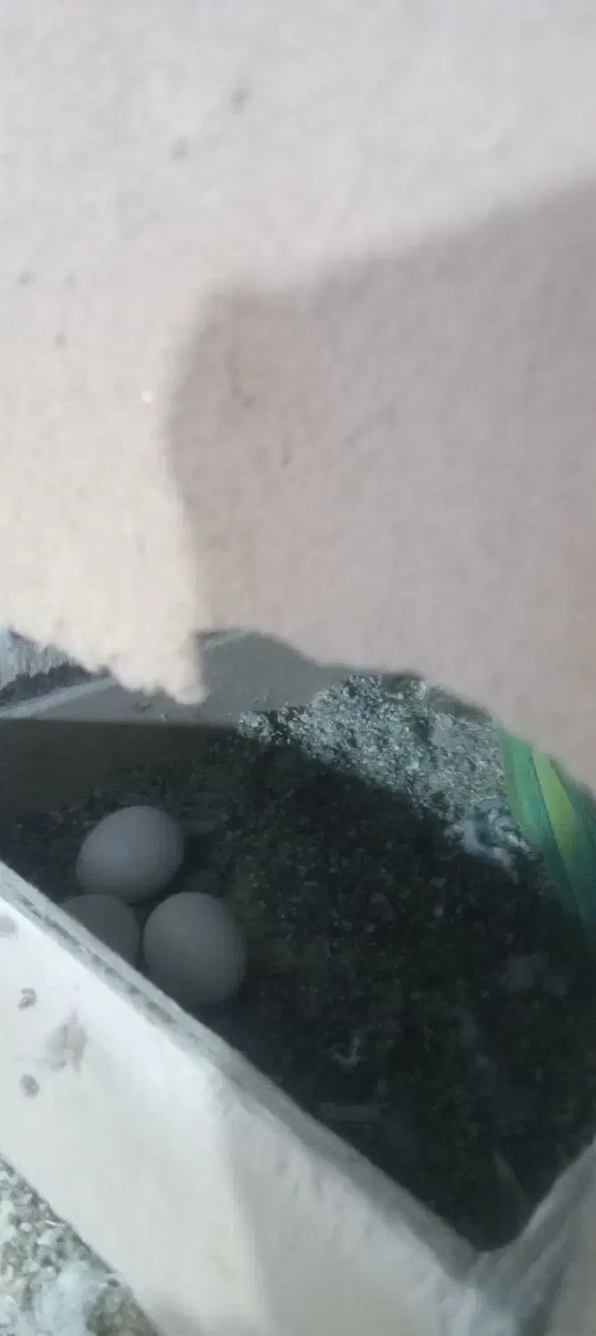 ملنگو مولد|پرنده|قم, پامنار|دیوار