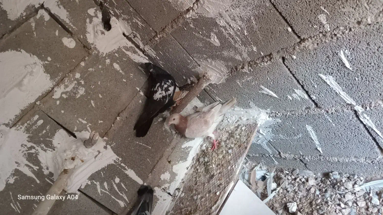 کبوتر پرشی|پرنده|طبس, |دیوار