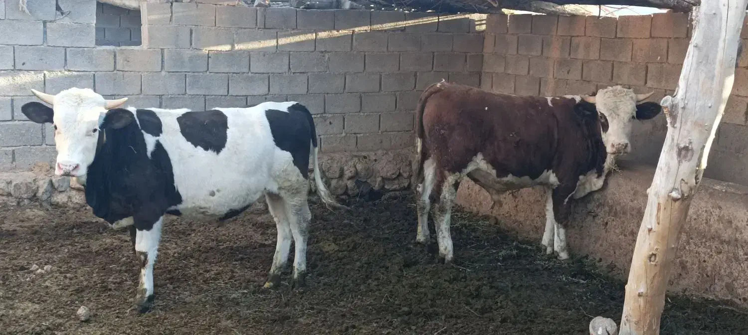 دو گوساله نر شرابی|حیوانات مزرعه|ماهنشان, |دیوار