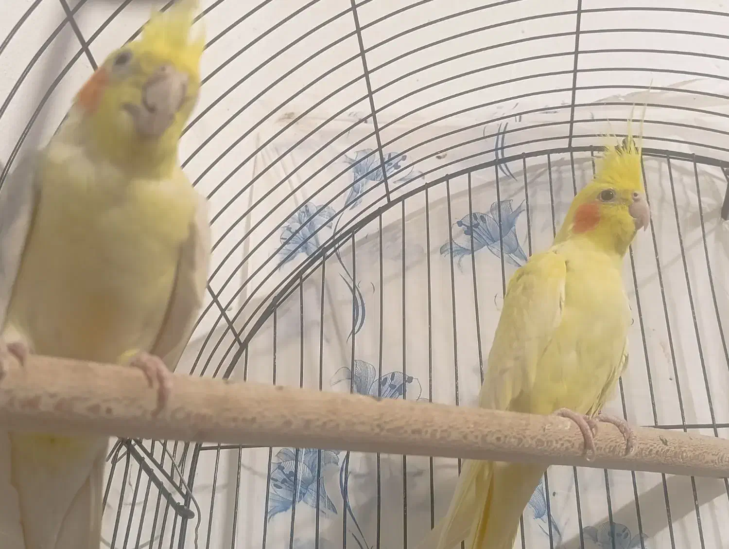 عروس هلندی مولد لوتینو|پرنده|مبارکه, |دیوار