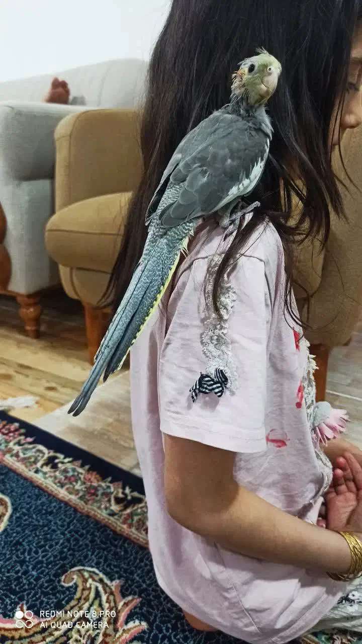 فروش دو عدد جوجه عروس هلندی دستی|پرنده|نرماشیر, |دیوار