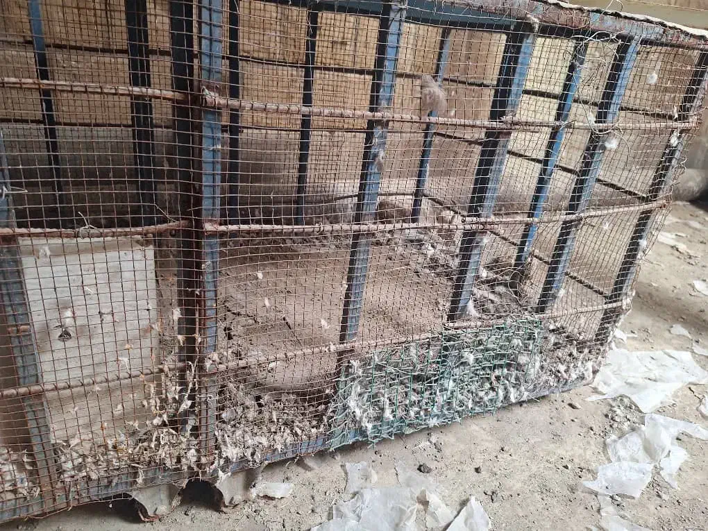 قفس پرنده|لوازم جانبی حیوانات|مسجد سلیمان, |دیوار