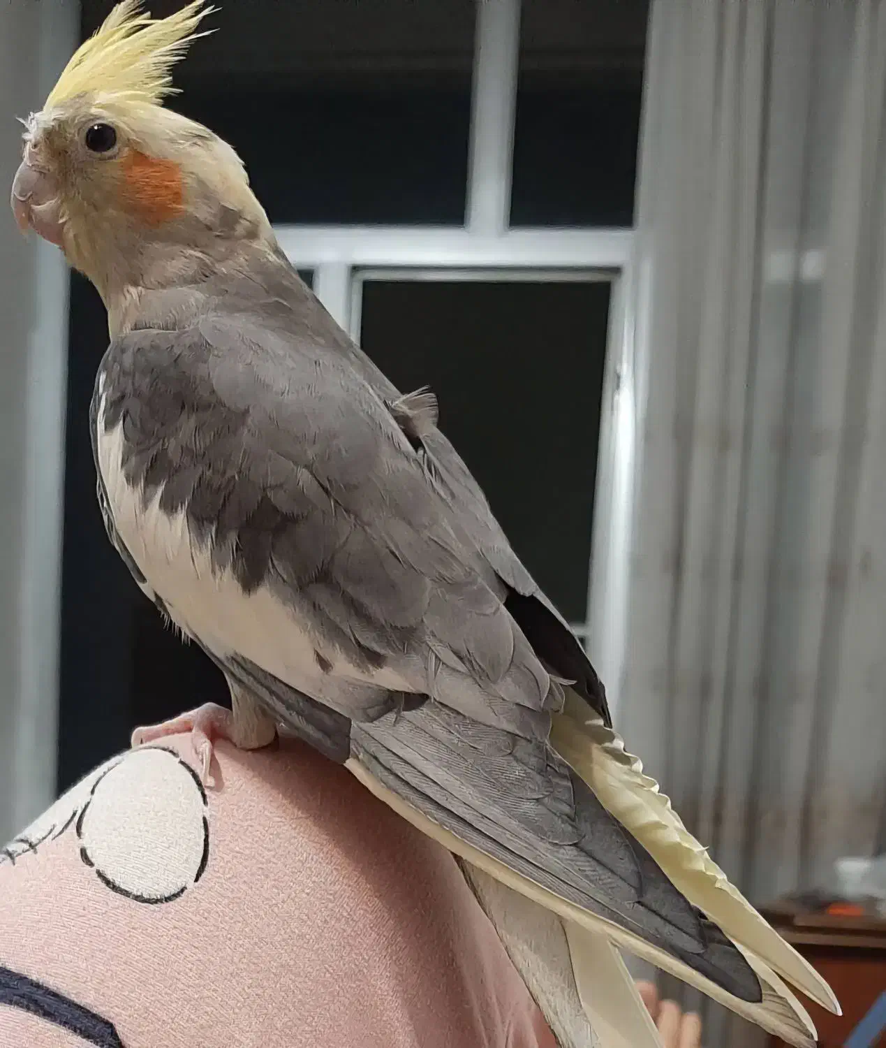 گمشده (عروس هلندی)|حیوانات|مبارکه, |دیوار