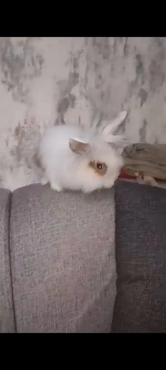 خرگوش ماده|موش و خرگوش|تهران, شهرک پاسداران|دیوار