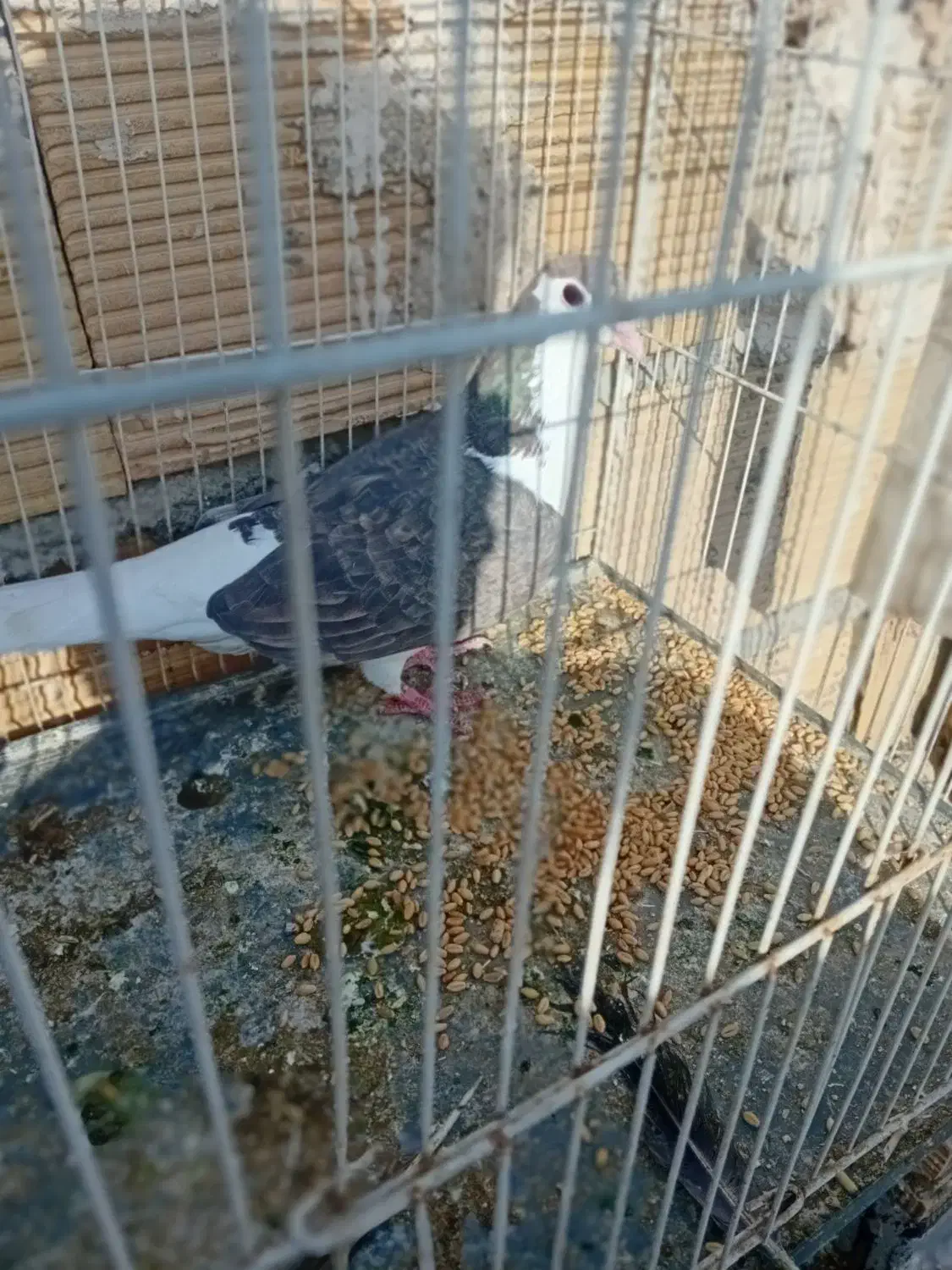 کبوتر|پرنده|چناران, |دیوار