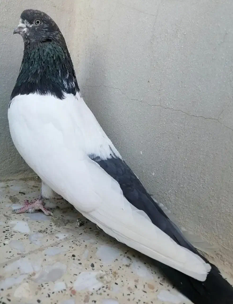 کبوتر کله دم سبز|پرنده|بروجرد, |دیوار