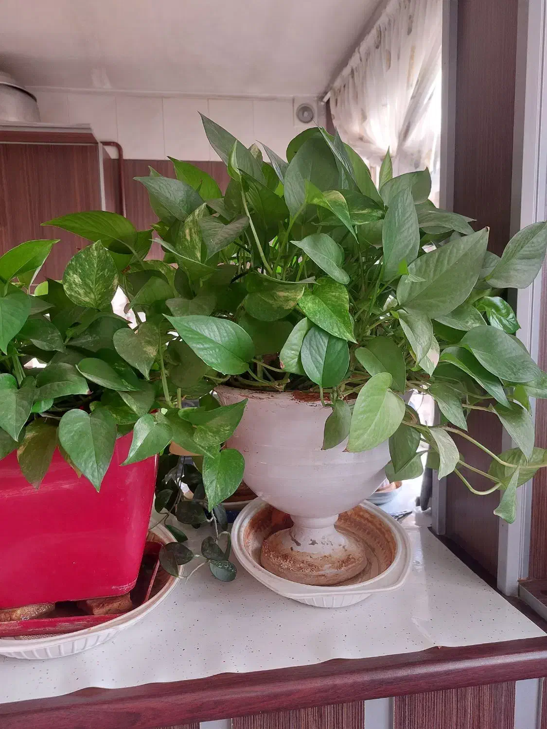 گل پتوس|گل و گیاه طبیعی|مشهد, دانشجو|دیوار