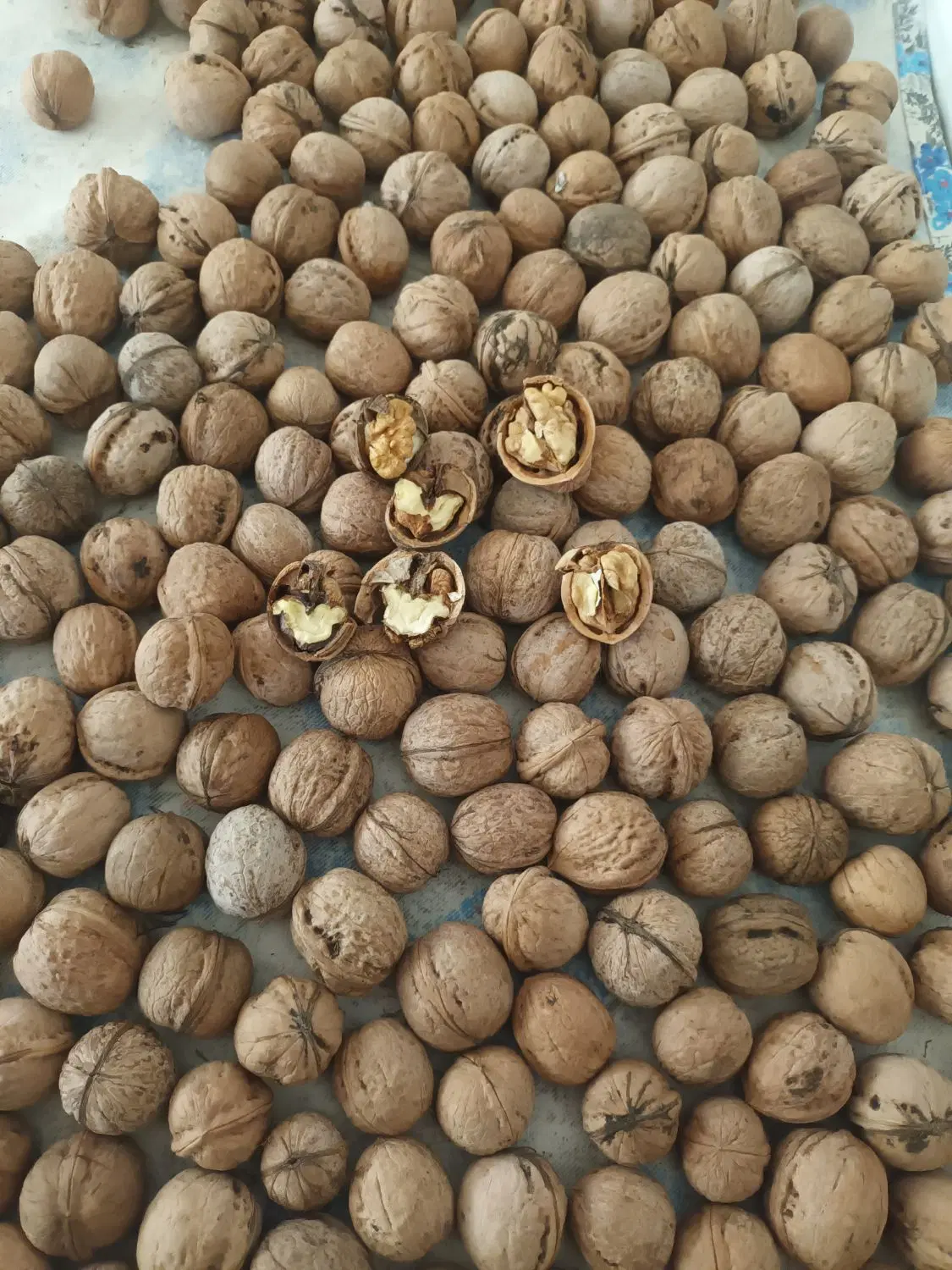 گردو|خوردنی و آشامیدنی|میاندوآب, |دیوار