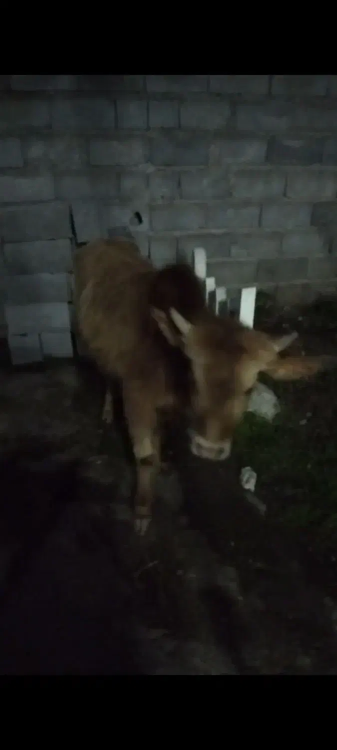 یک عدد ورزا|حیوانات مزرعه|رشت, توشیبا|دیوار