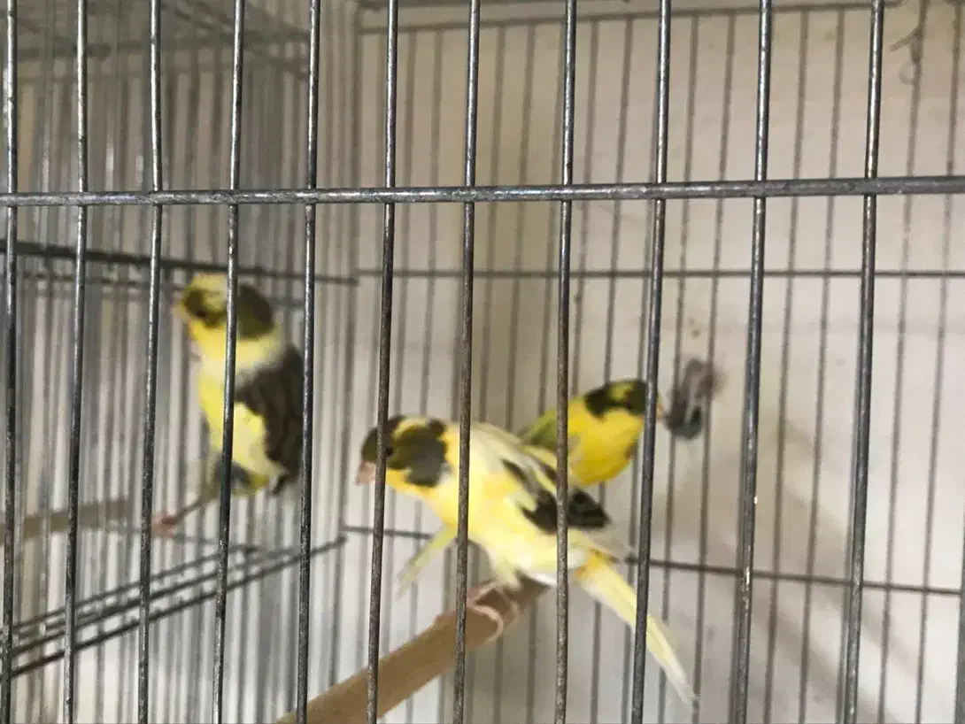 ماده قناری جفت خور سهره|پرنده|اصفهان, ملکشهر|دیوار