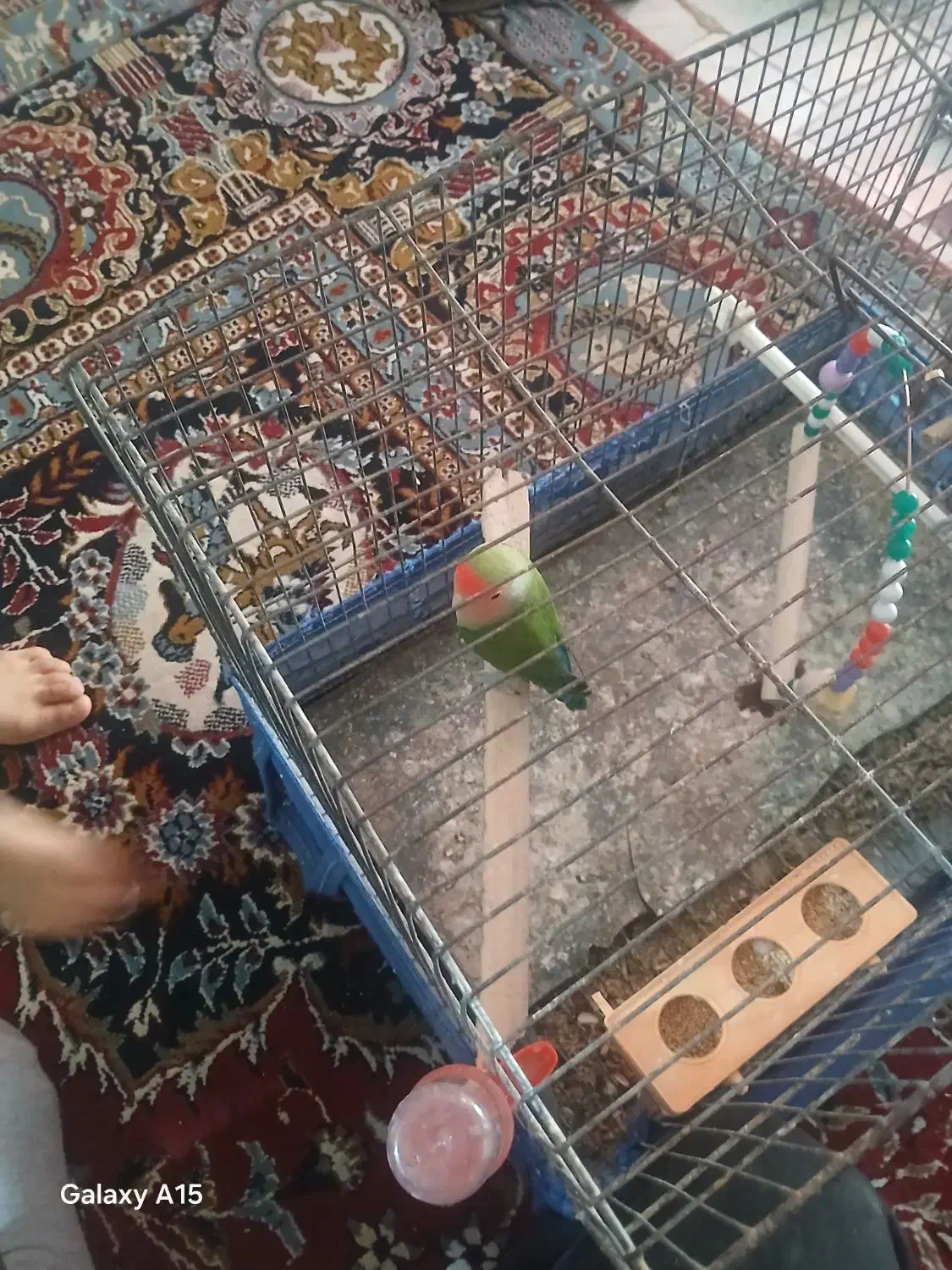 یک عدد کوتوله|حیوانات|قم, سید معصوم|دیوار