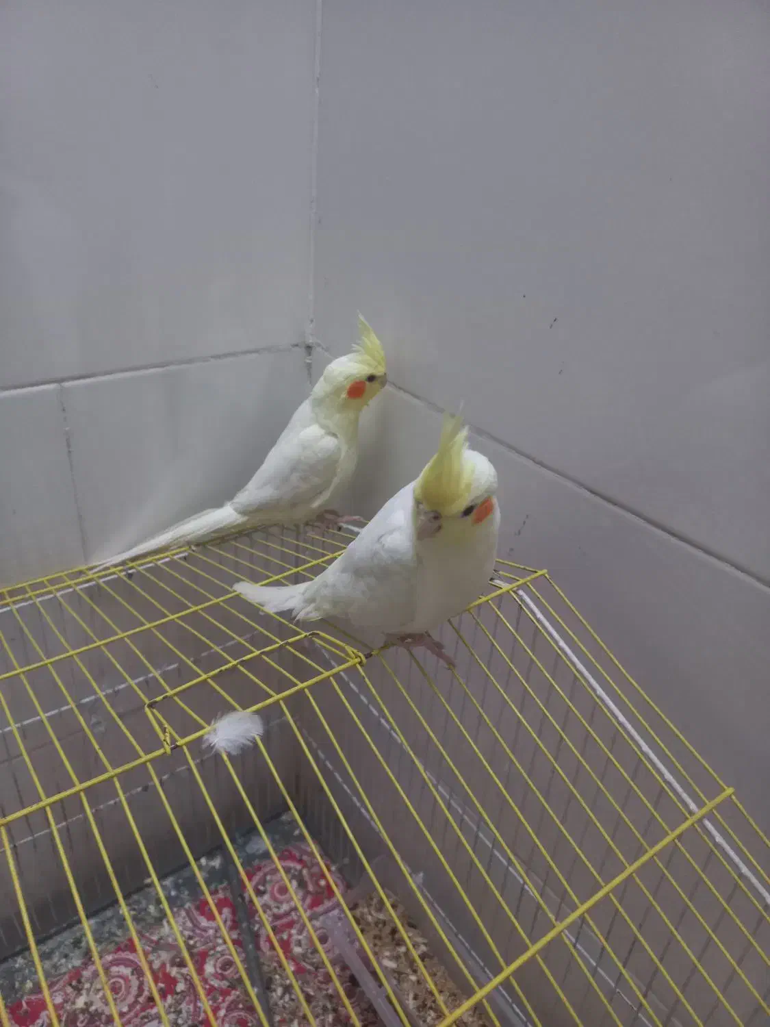 طوطی|پرنده|دزفول, |دیوار