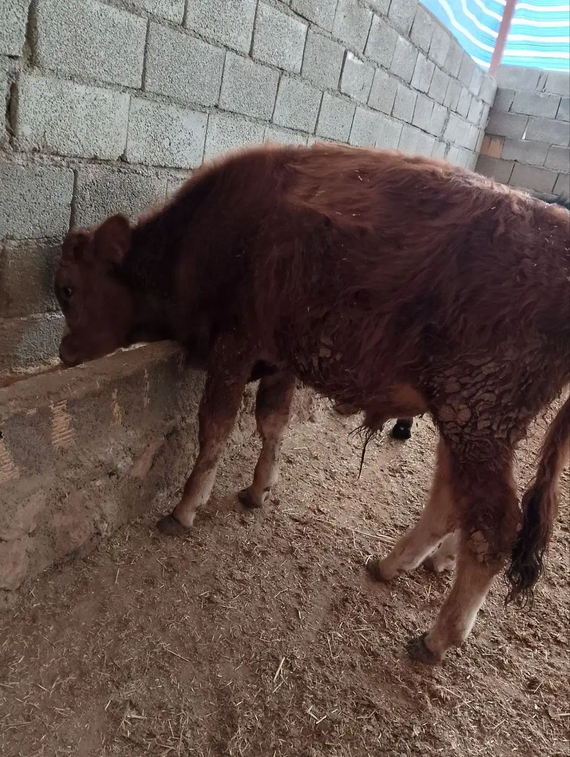 گوساله نر دو رگ|حیوانات مزرعه|کوهدشت, |دیوار