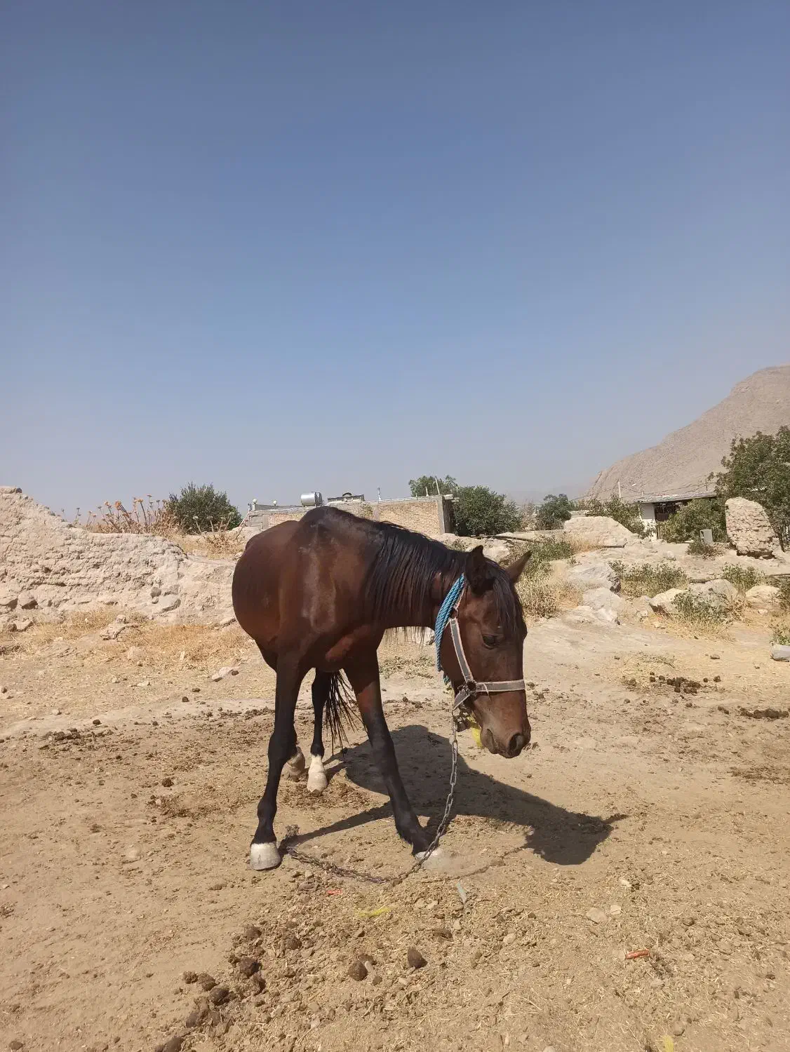 اسب نر نجیب ورام|اسب و تجهیزات اسبسواری|بیضا, |دیوار