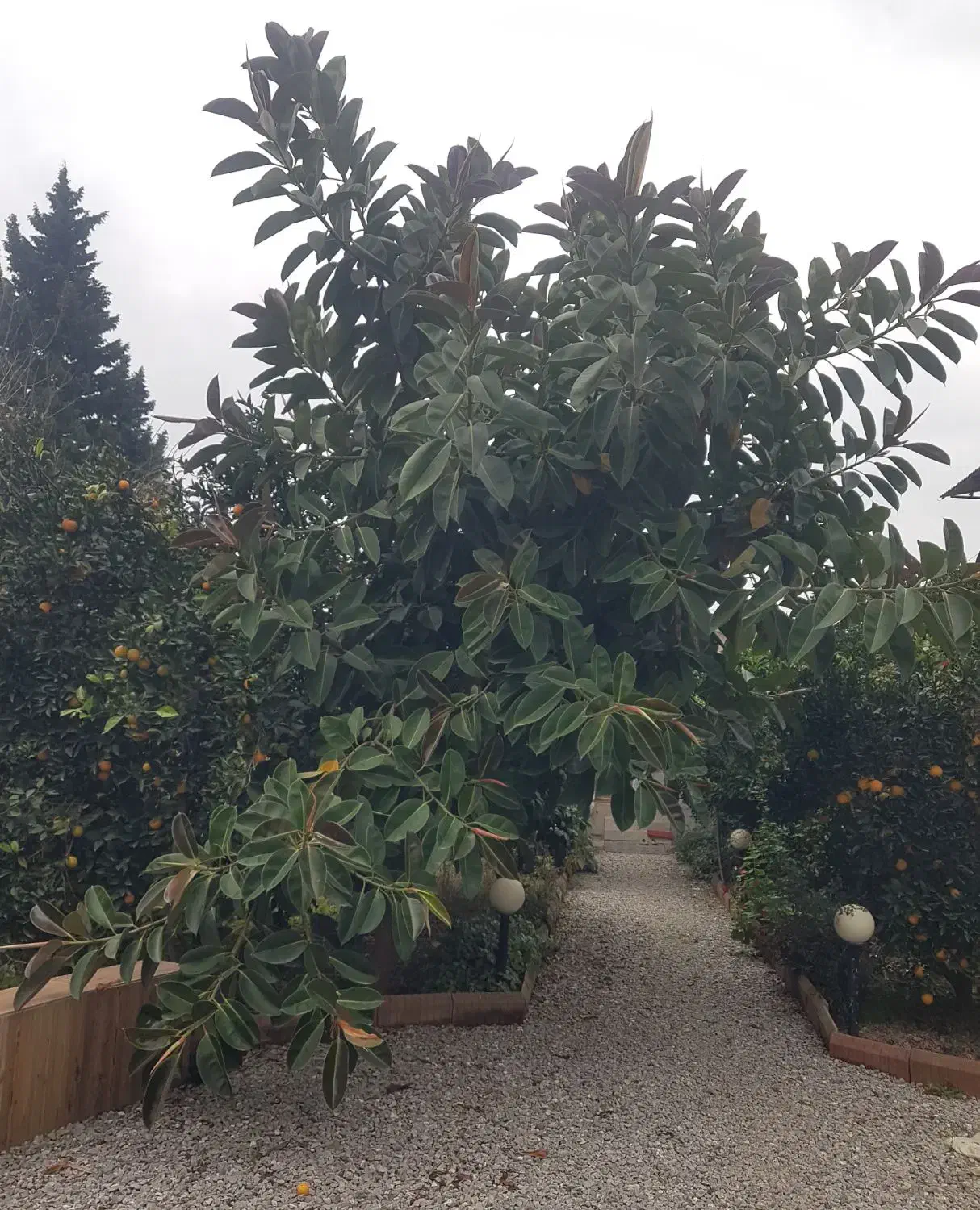 فیکوس الاستیکا|گل و گیاه طبیعی|محمودآباد, |دیوار