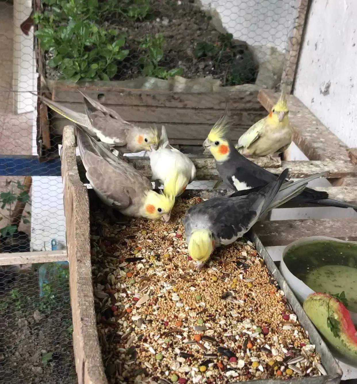 طوطی عروس فروش فوری|پرنده|قائم‌شهر, |دیوار