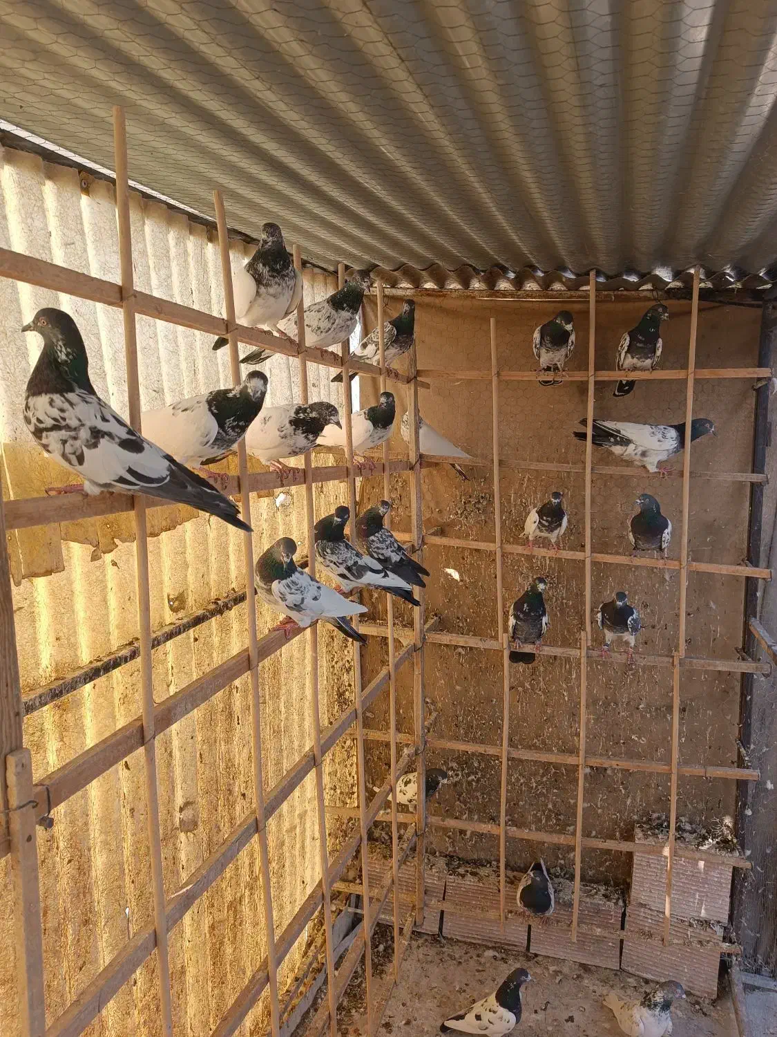 کبوتر پاکستانی تیدی|پرنده|تهران, آهنگران (سراسیاب دولاب)|دیوار