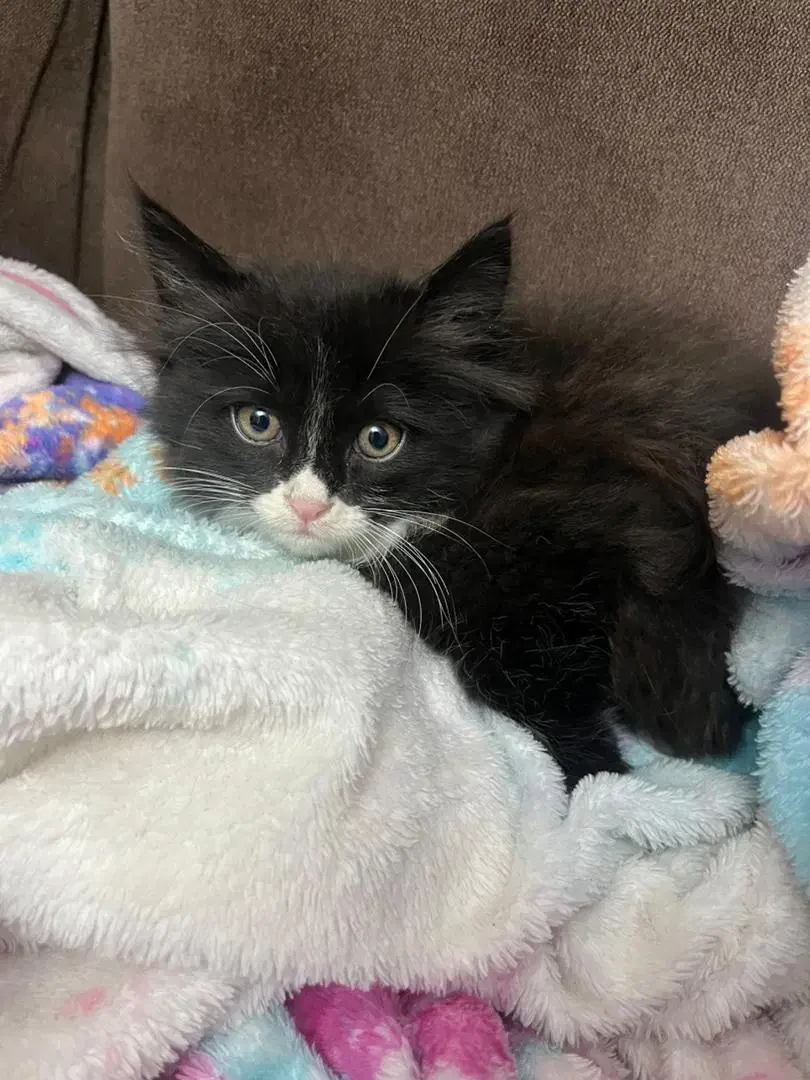 واگذاری گربه|گربه|قزوین, |دیوار