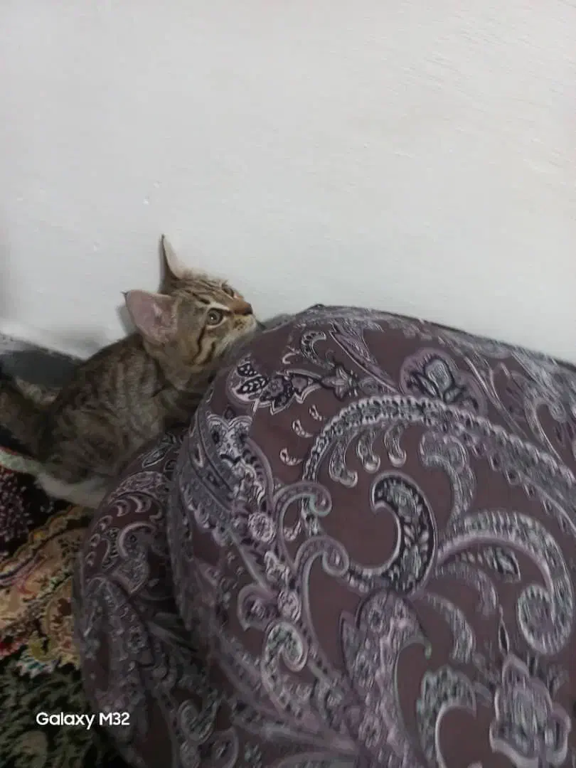 واگذاری گربه کوچولوی ملوس|گربه|کرج, اخترآباد|دیوار