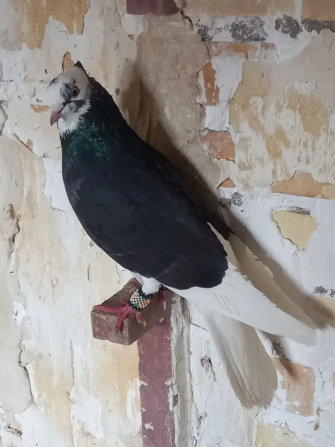 شازده سیاه|پرنده|تهران, بازار|دیوار