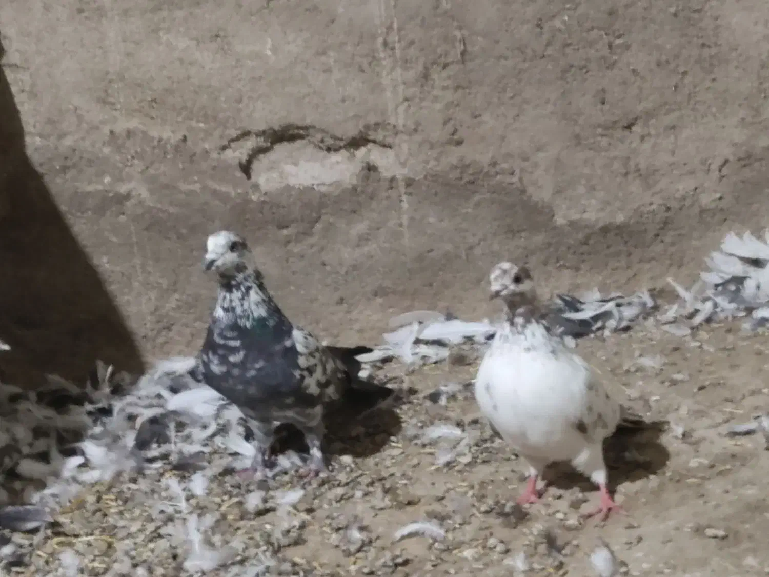 کفتر بلند گرد|پرنده|کبودرآهنگ, |دیوار