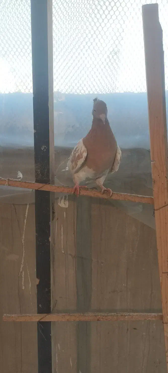 کفتر کله زرد|پرنده|مشهد, فاطمیه|دیوار