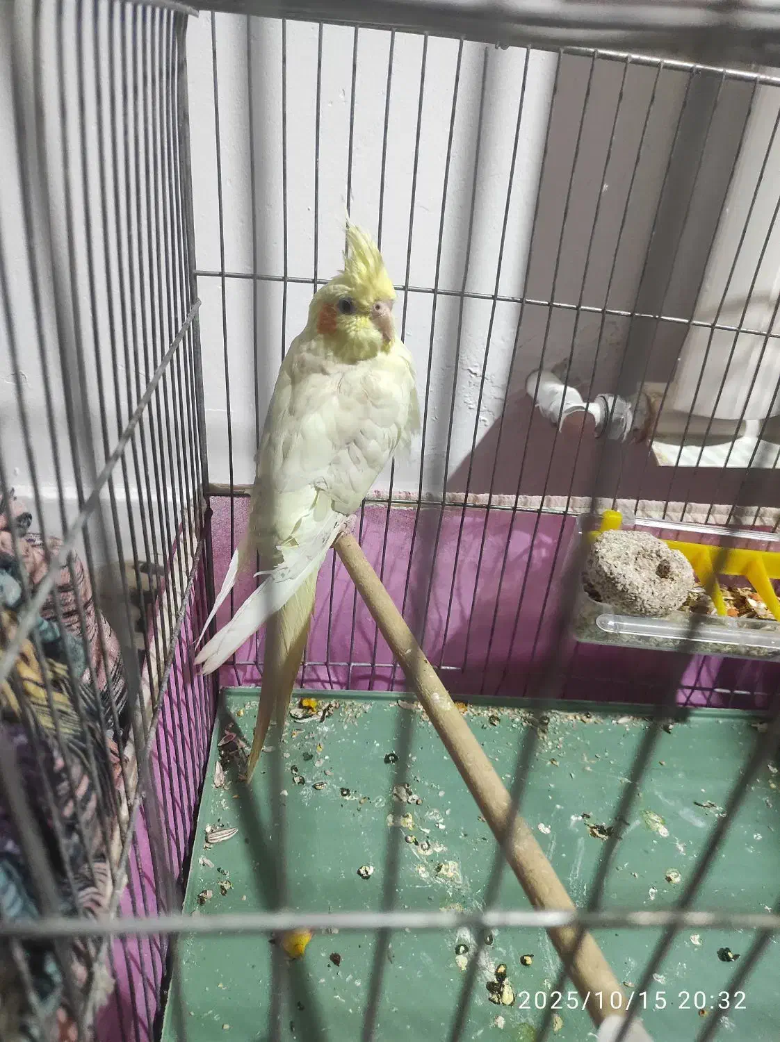 عروس هلندی|پرنده|دلیجان, |دیوار