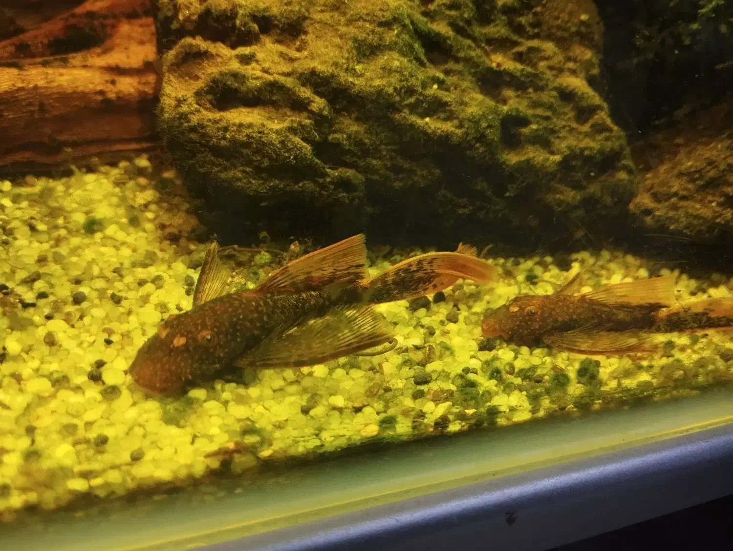 پوزه بوته ای رد ماربل سوپر باله|ماهی|مشهد, تربیت (صدف)|دیوار