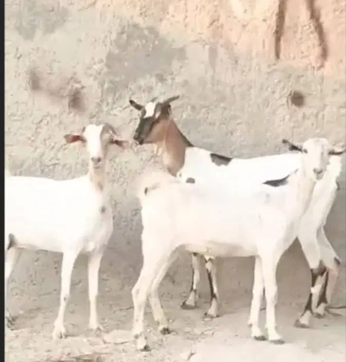 بز سه عدد ابستن سه دونه قیمت اخرش ۲۱|حیوانات مزرعه|بندرعباس, |دیوار