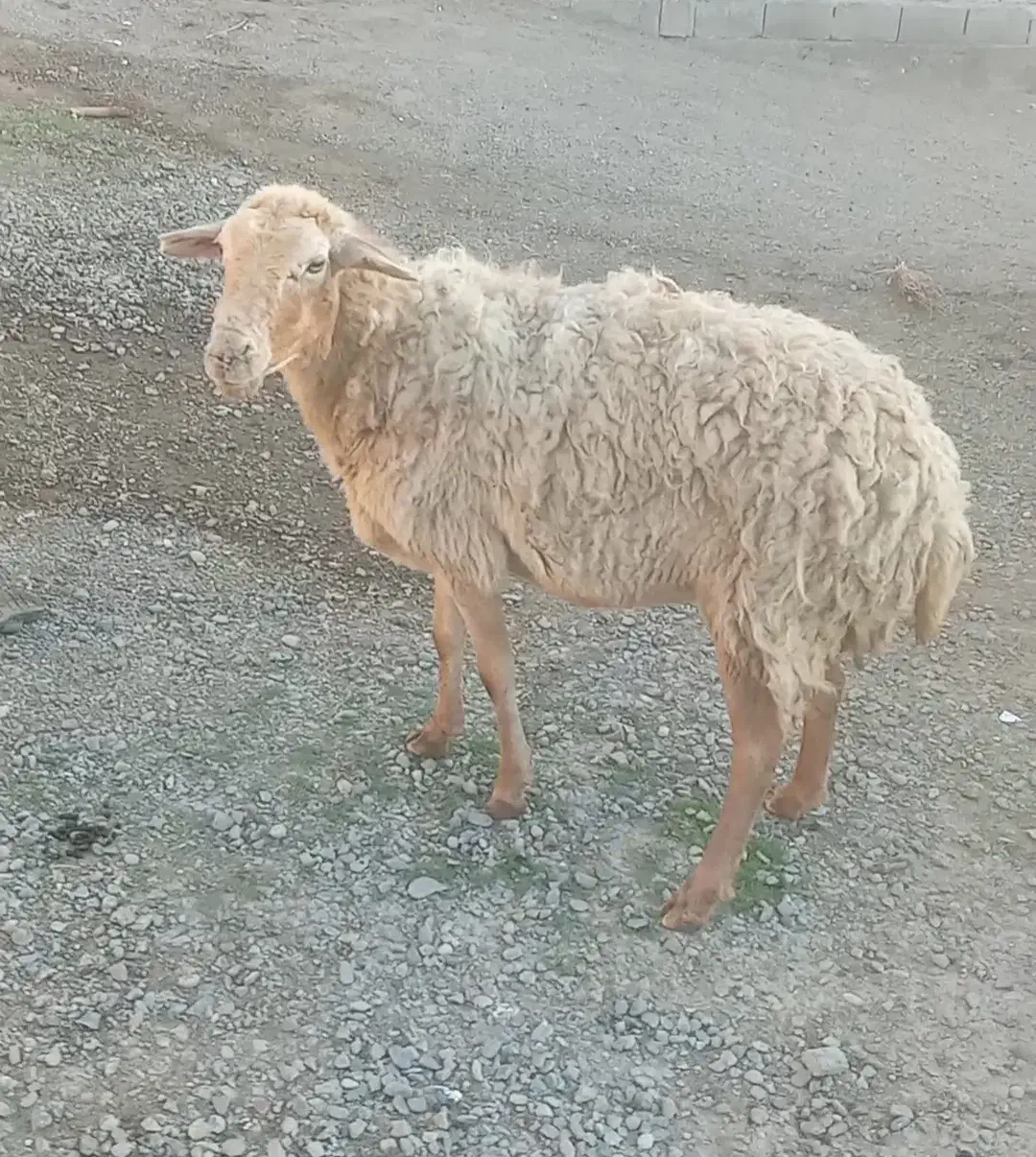 گوسفند جوان|حیوانات مزرعه|پارس‌آباد, |دیوار