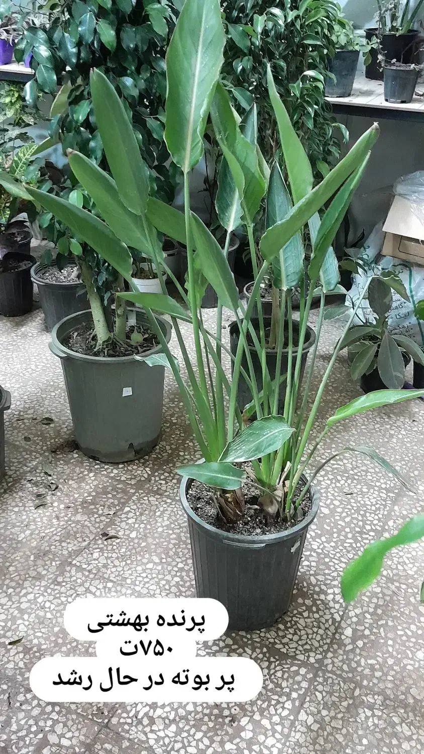 گل پرنده بهشتی هیدج ام|گل و گیاه طبیعی|خرمدره, |دیوار