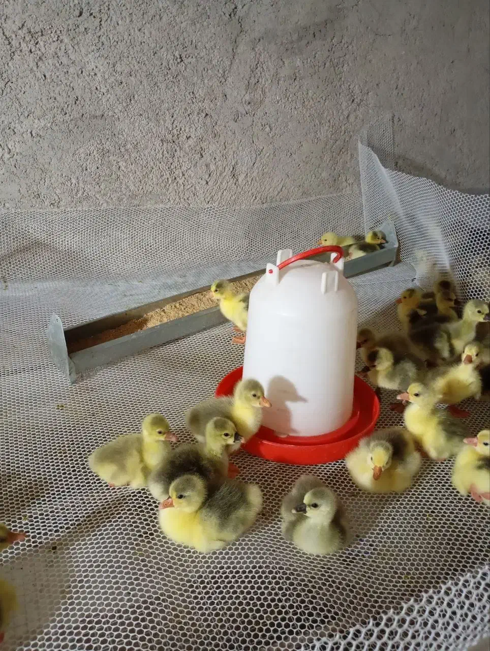 جوجه غاز|حیوانات مزرعه|اصفهان, کوی امام|دیوار