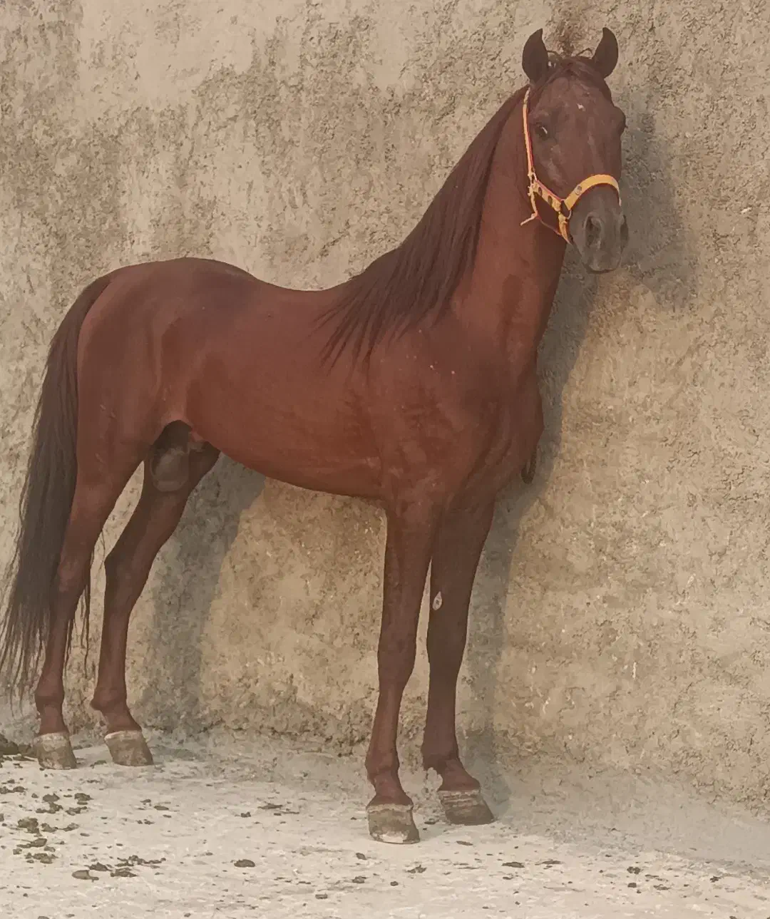 فروش اسب نریان یا معاوضه با مادیان خوب|اسب و تجهیزات اسبسواری|داراب, |دیوار