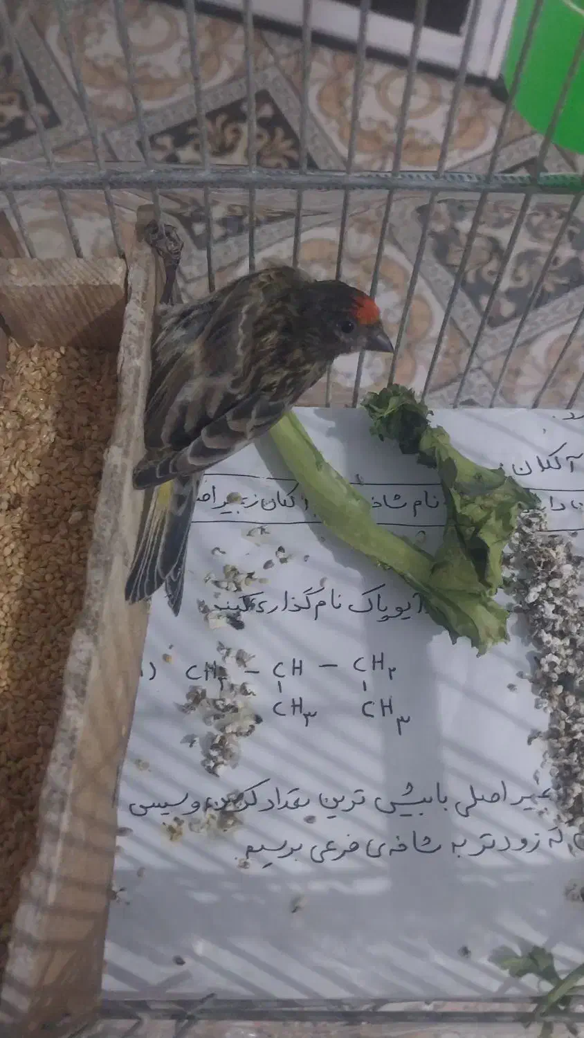 گلبسر نر|پرنده|شیراز, دشت چنار|دیوار