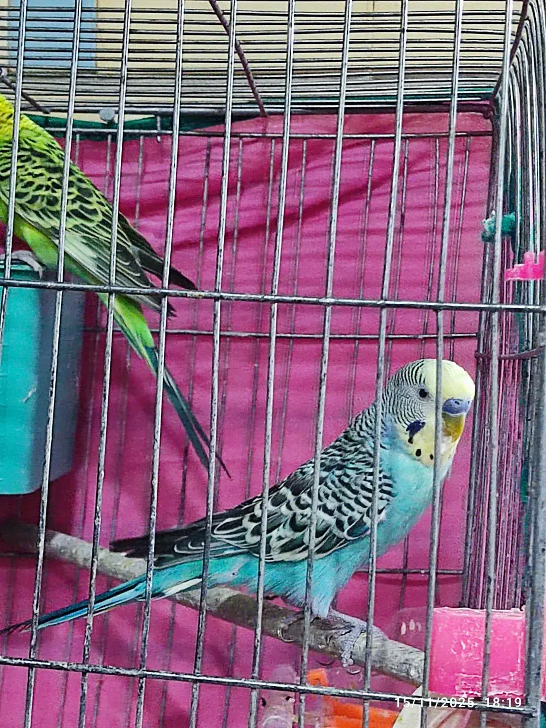 جفت مرغ عشق با دوتا جوجه|پرنده|شیراز, شهدای شهرک سعدی|دیوار