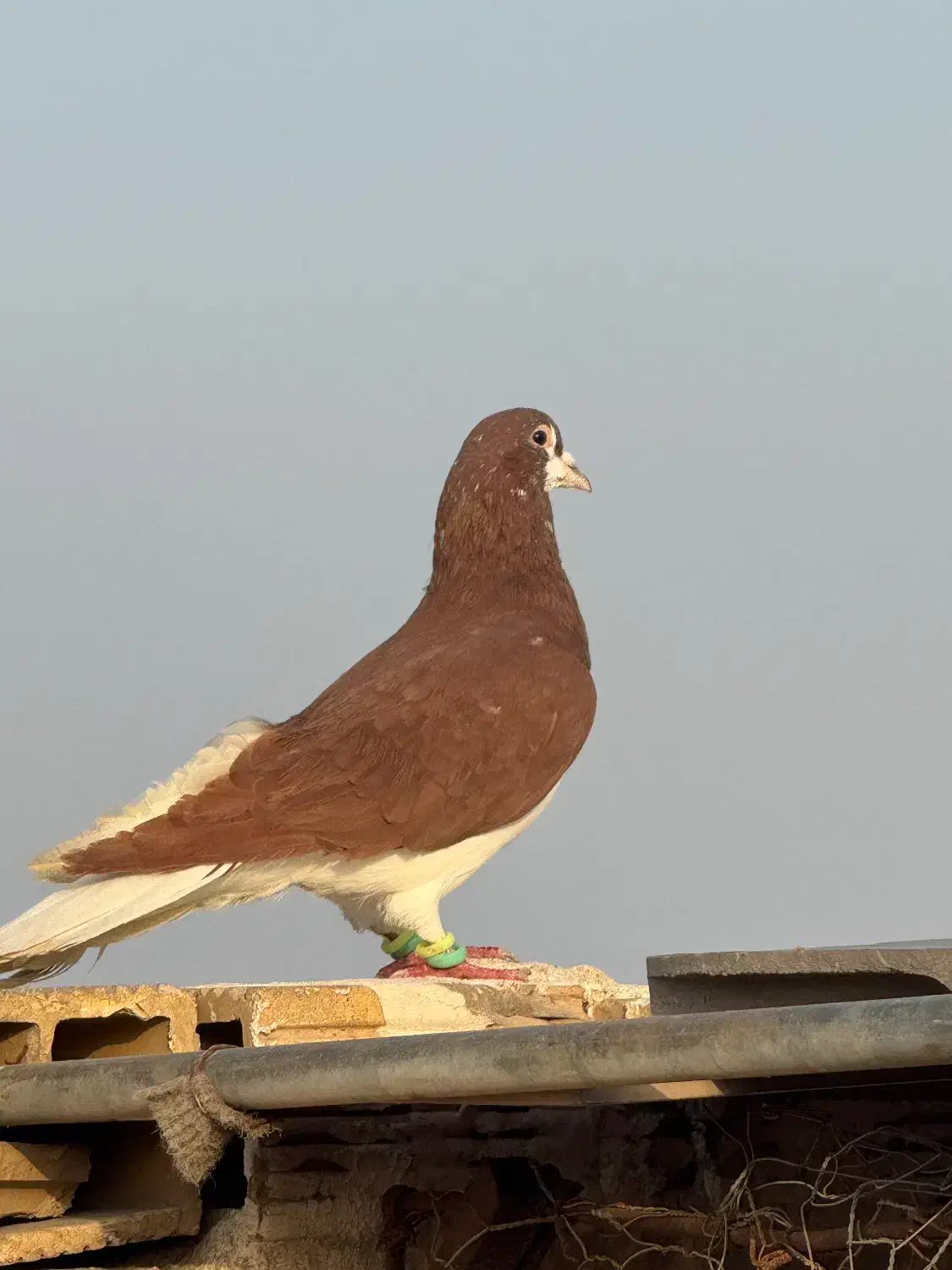 راست نر|حیوانات|آبادان, |دیوار