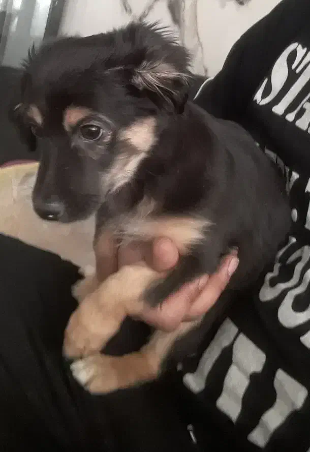 واگذاری سگ پاپی|سگ|فولادشهر, مسکن مهر فولادشهر|دیوار