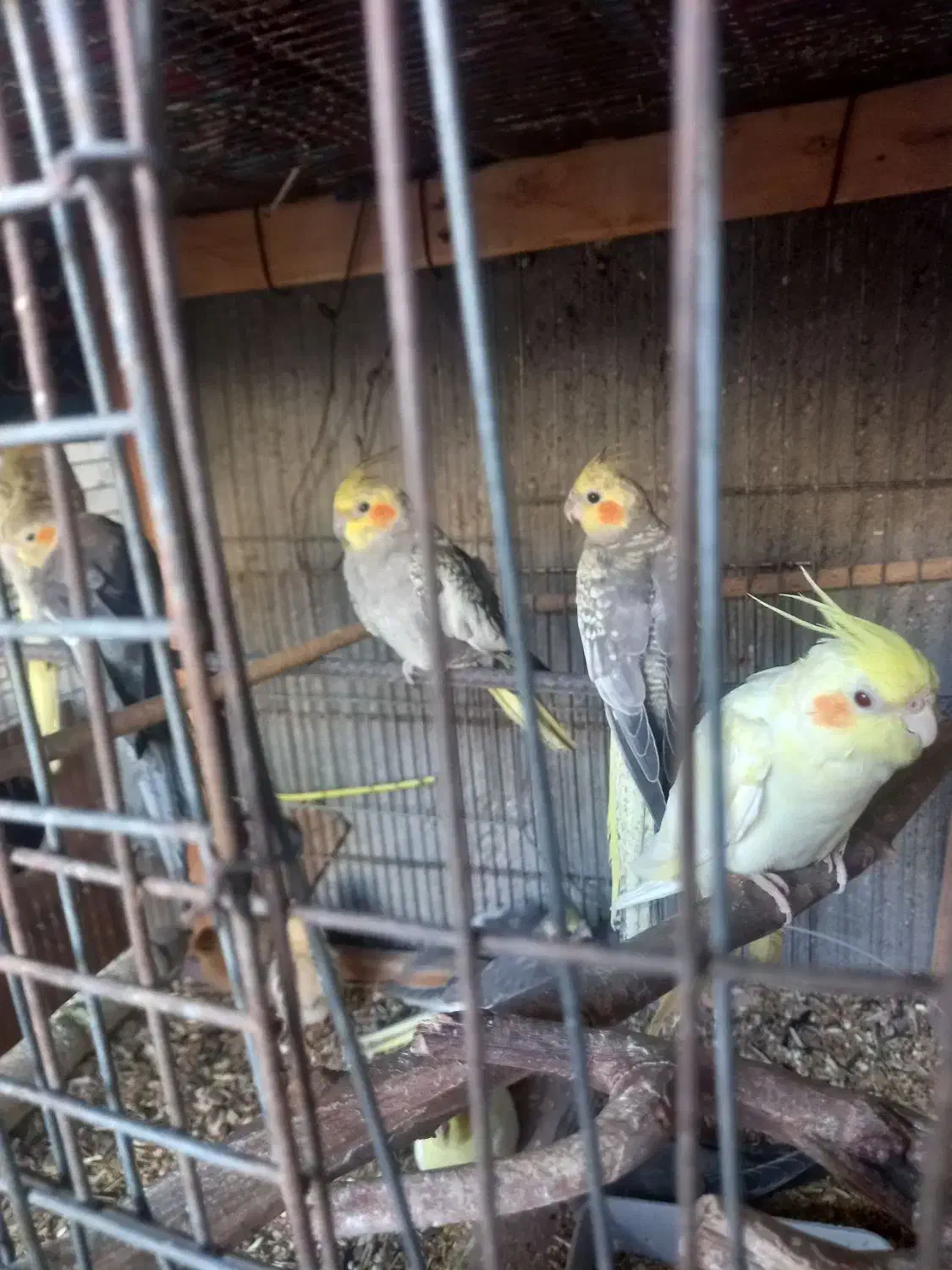 تعداد جفت عروس|پرنده|قشم, |دیوار