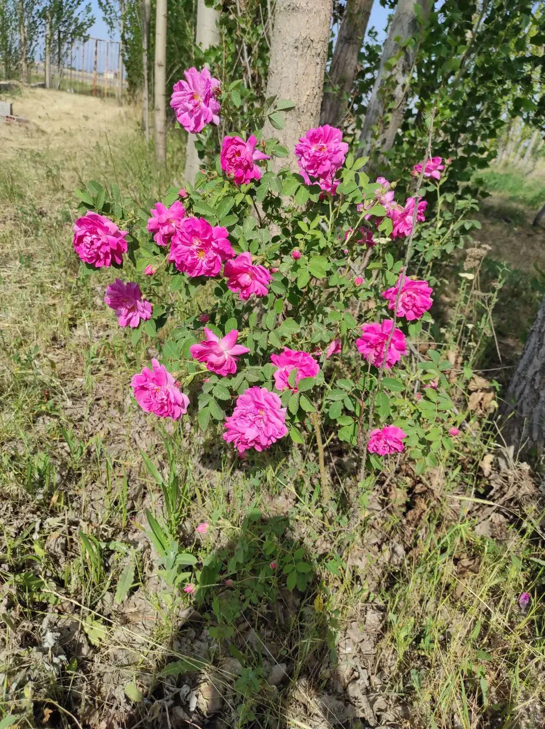باغ بر کمربندی سوم روستای صومعه|فروش خانه و ویلا|اردبیل, |دیوار