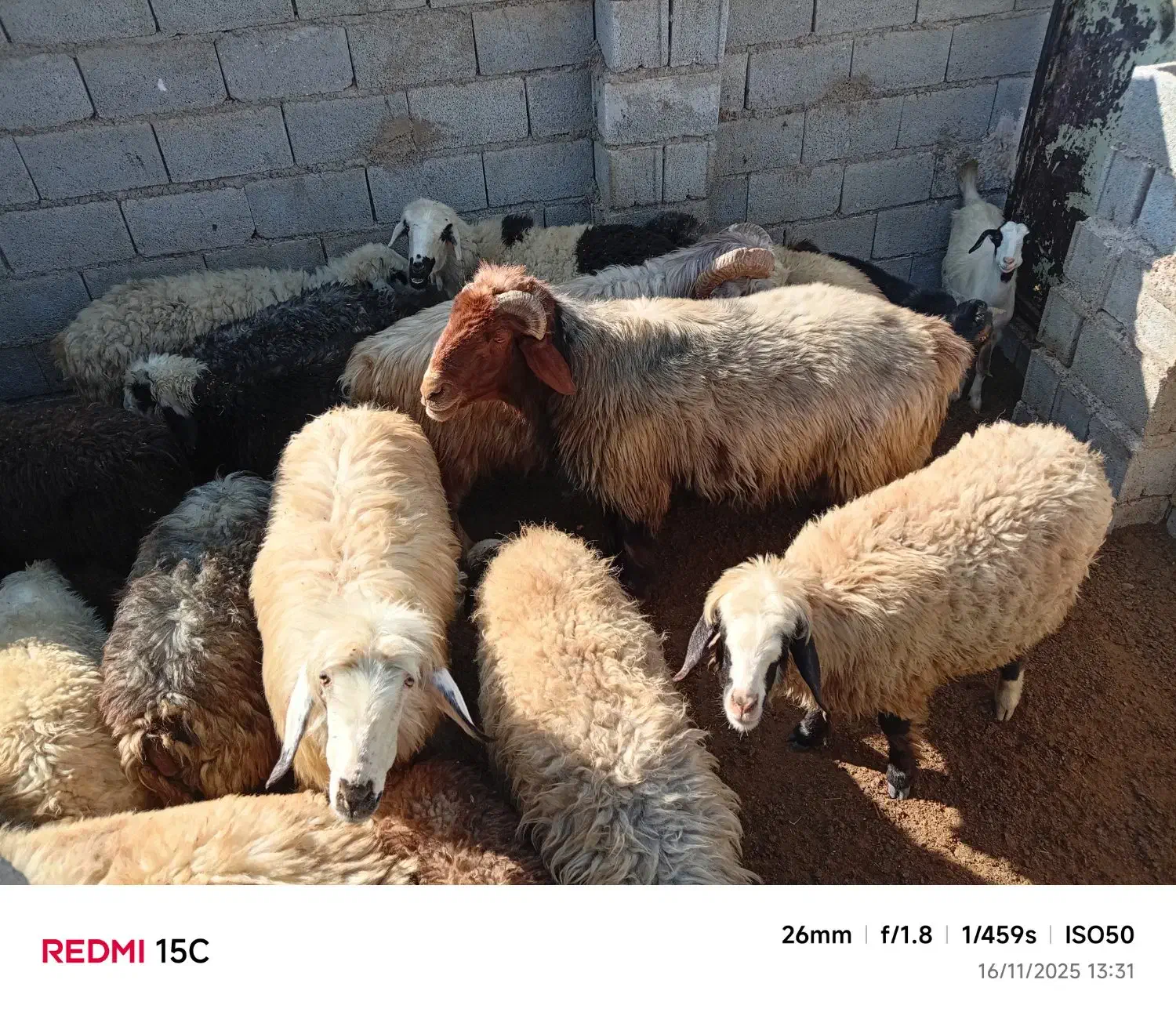 میش بره بز کهره (آریسان۲)|حیوانات مزرعه|شیراز, قلات|دیوار