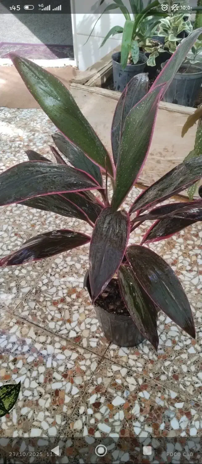 تخفیف گل تا امشب|گل و گیاه طبیعی|قم, زاد|دیوار