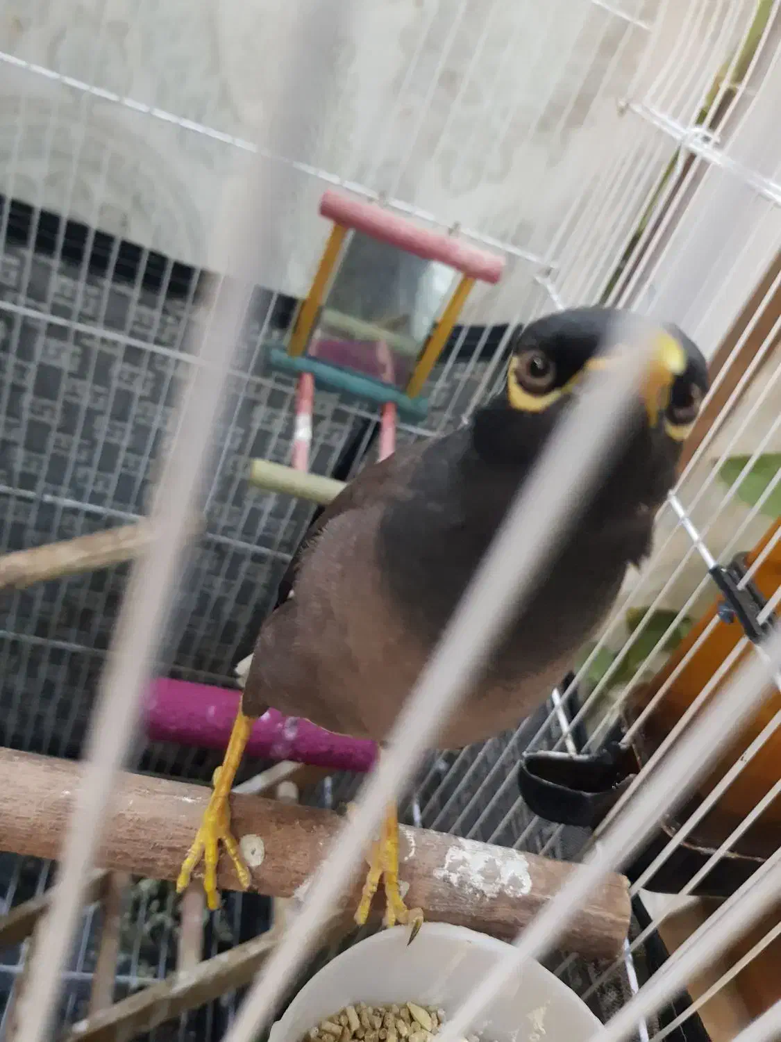 مینا سخنگو|پرنده|تهران, شهرک یاس|دیوار