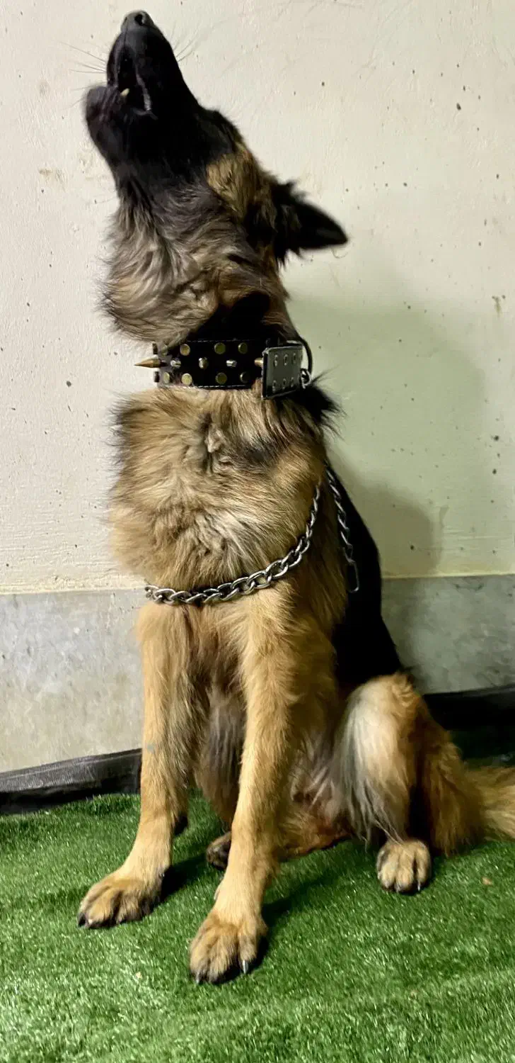 واگذاری سگ ژرمن شولاین|سگ|ابریشم, |دیوار