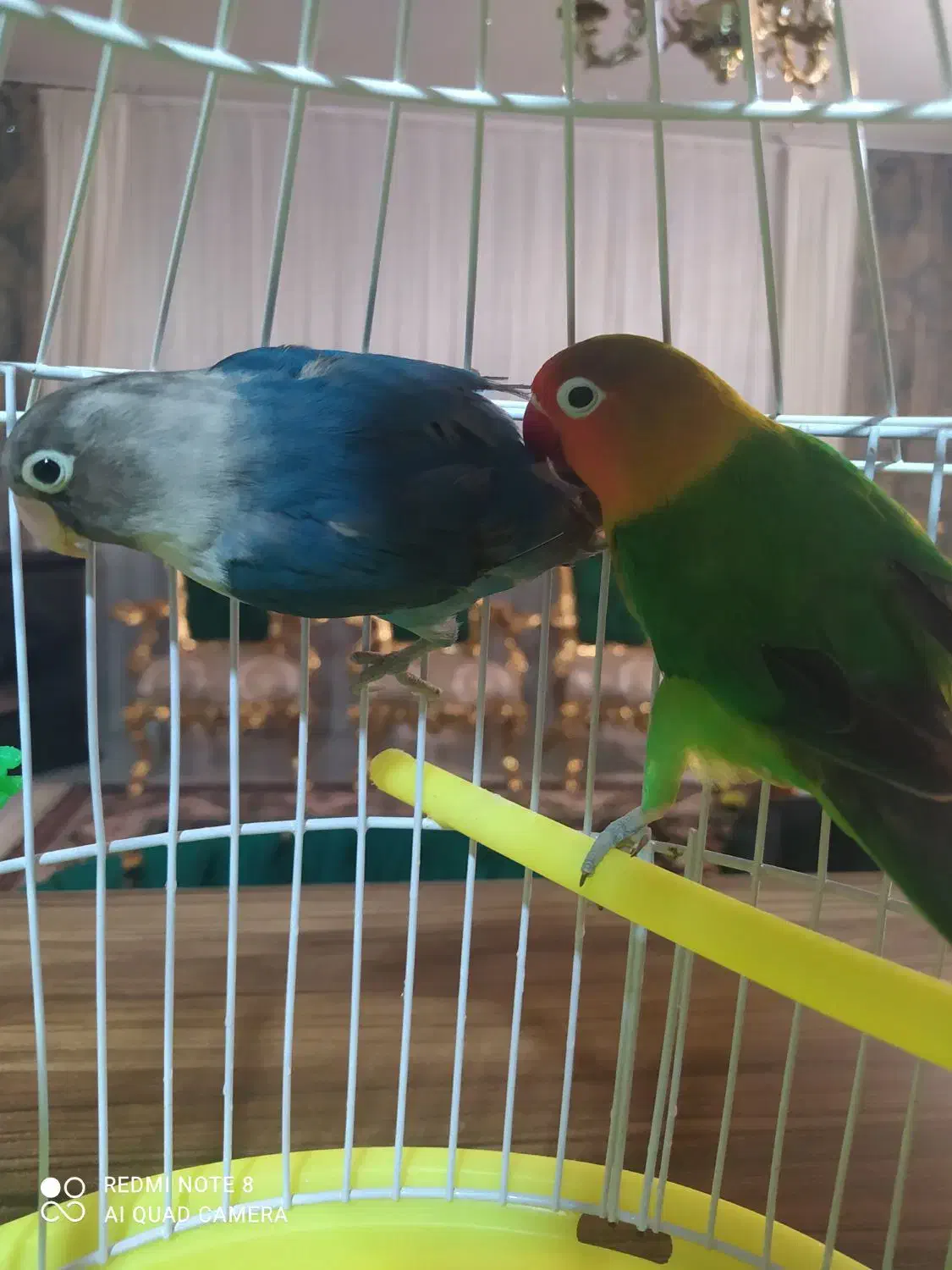 طوطی کوتوله برزیلی|پرنده|رضویه, |دیوار