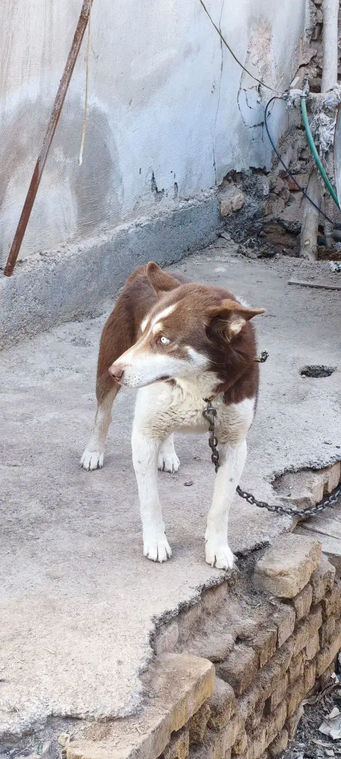 سگ هاسکی|سگ|یزد, |دیوار