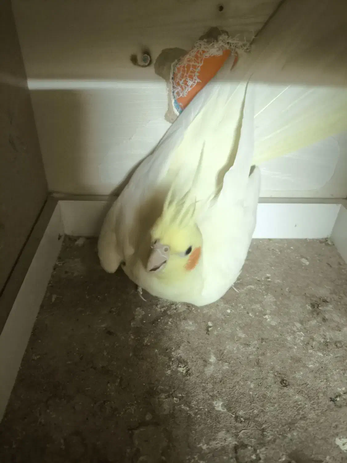 عروس هلندی|پرنده|تبریز, |دیوار