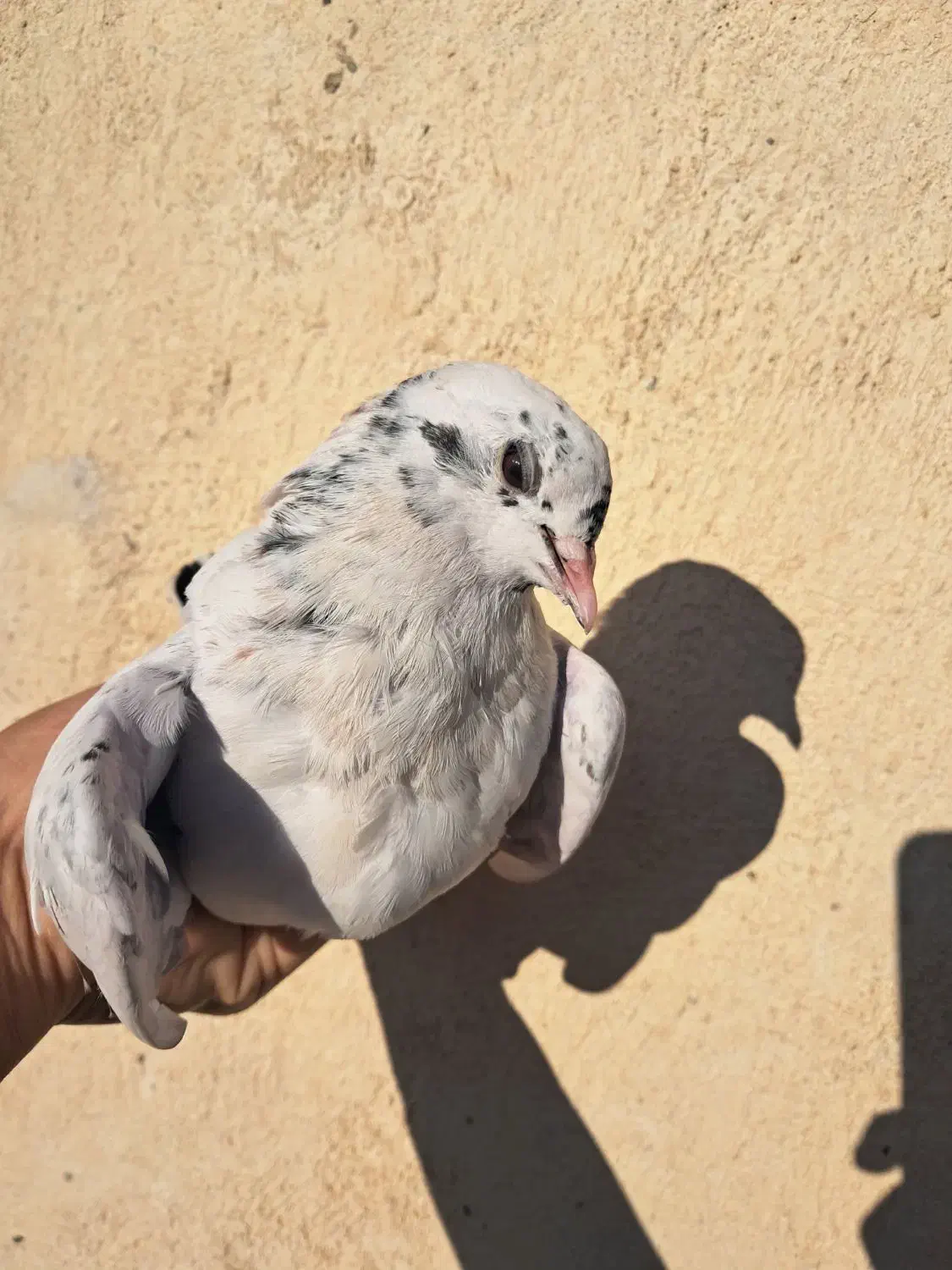 جوجه کبوتر ۱پری|پرنده|فردیس, شهرک ۱۱۰|دیوار