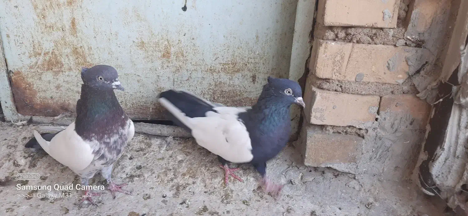 دوتا ماده سینه ای|پرنده|شوشتر, |دیوار