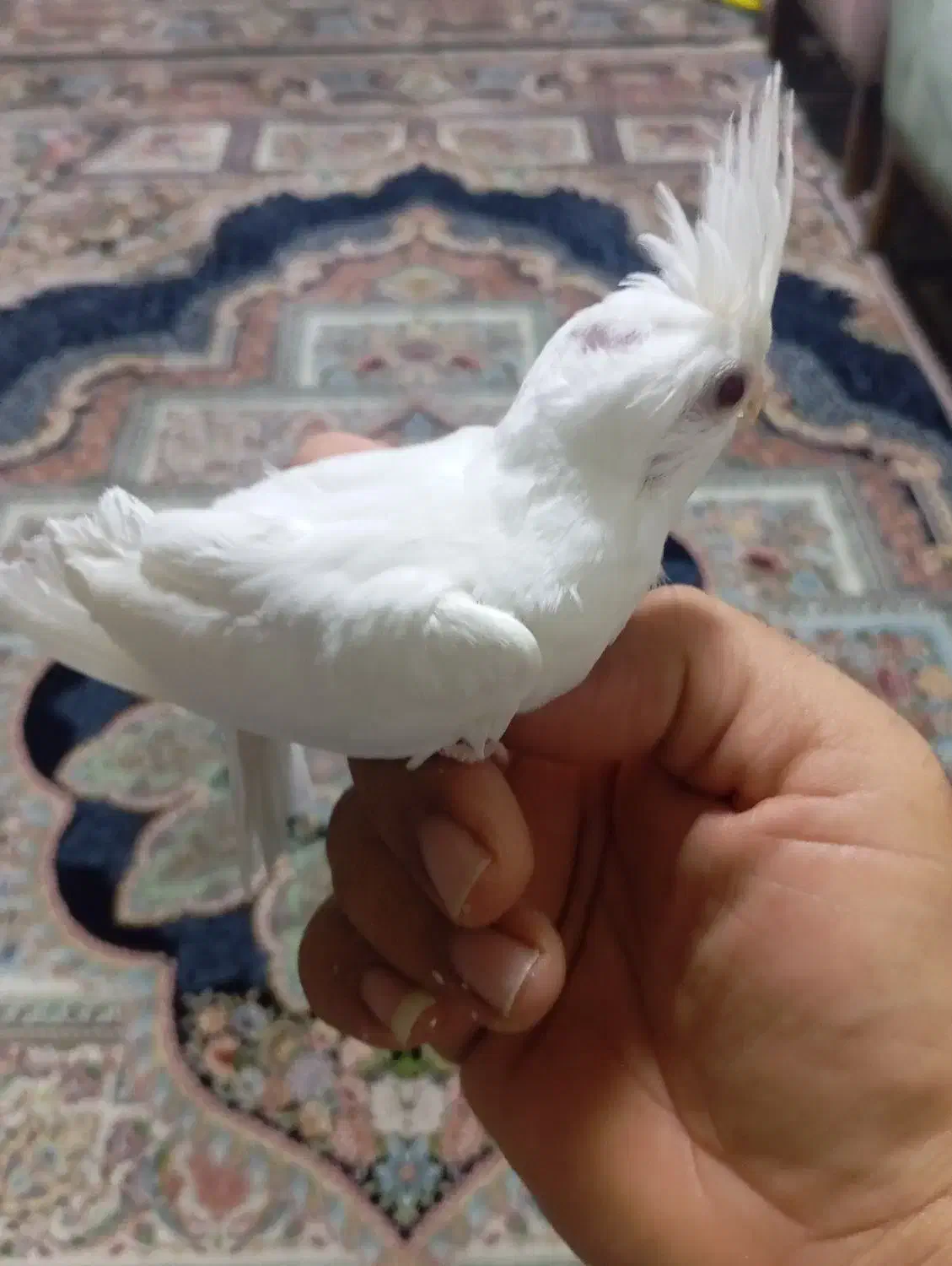 عروس هلندی البینیو|پرنده|بندرعباس, |دیوار