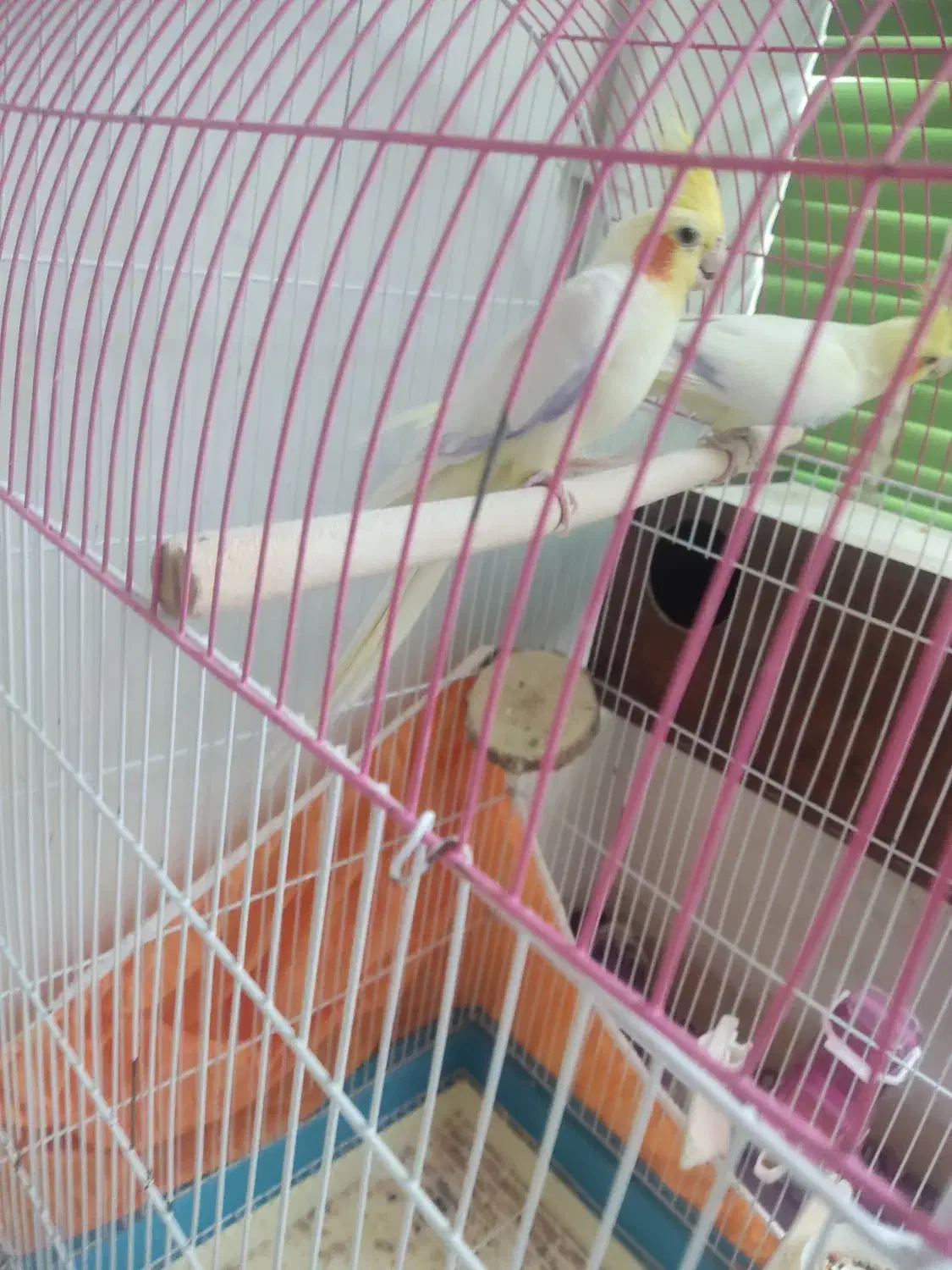 جفت مولد تضمینی پای کار|پرنده|شیراز, انجیر|دیوار